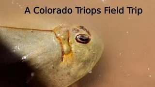 Wild Tadpole Shrimp (Triops longicaudatus)  in Southwestern Colorado