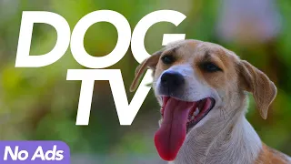 [No Ads] Dog TV - Exciting Adventure Walk for Dogs! (15 Hours)