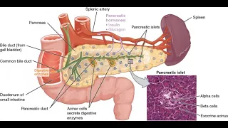 Анатомия поджелудочной железы. Строение, гистология, функции, кровоснабжение, иннервация.