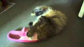 CAT GETS STUCK IN SLIPPER PLAYING