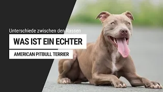 Was ist ein echter "PITBULL" ? Unterschiede:  American Bully - Amstaff - Staffbull