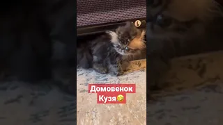 Домовенок Кузя!#животные #animals #смешныекошки #shorts #shortsvideo #funnyvideo #приколы