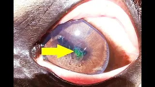 🐎 🐴 How to make tiny corneal ulcer visible, by fluorescein stain eye drops  🐎 🐴