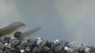 Oregon Spotted Frog Tadpoles