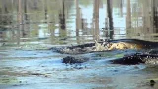 Gator swimming with Bulldog in his mouth for real NO JOKE!!!!! .MP4