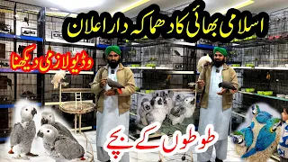 African grey,Macaw,yellows ringneck & raw parrot chick| Talking Parrot Chicks | Birds Market