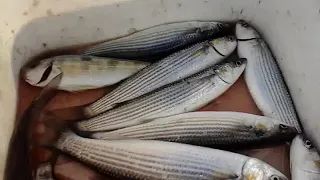 Рыбалка в морском порту. Ловля кефали на червя (нереиса)