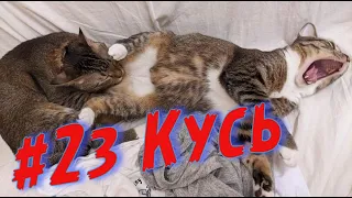 23 Кубы недели (коуб, coub, best coub, best cube) и кошки 2021 и приколы 2021 🔥