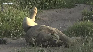 WildEarth - Sunset Safari - 19 January 2022