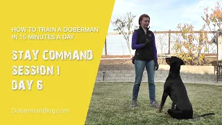 How to train a Doberman in 15 minutes a day: Stay command. Session 1, Day 6