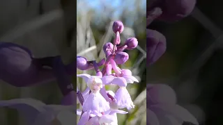 Curiosidades de las orquídeas