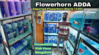 Flowerhorn Adda ,SRD Flowerhorns & Kamfas in Amazing Prices