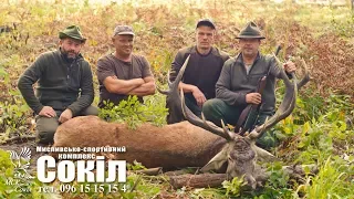 ОЛЕНЬ на реву та  Муфлон, Полювання в МСК Сокіл