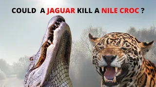 Jaguar vs Nile Crocodile -which is stronger?