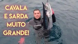 Pesca sub cavala e sardas- Búzios Brasil- spearfishing Brazil