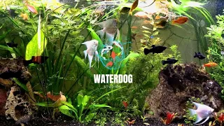 Chill Vibes | Live Planted Fish Tank | Relaxing Lofi Hip hop | 4k UltraHD