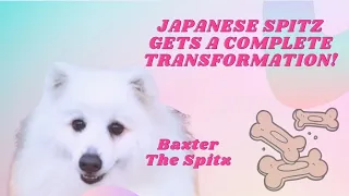 Baxter the Japanese spitz gets a groom! #japanesespitz #dogs #doggrooming #doggroomer #doggo #deshed
