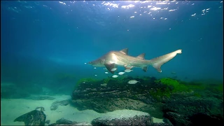 Scoliosis in Sharks - Bondi Beach