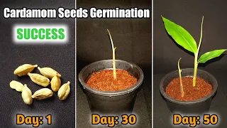 Cardamom Seeds Germination Process || How to grow Cardamom Plant from right seeds || इलायची के बीज