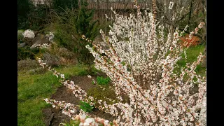 Вишня войлочная. Обрезка весной | Prunus tomentosa