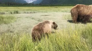 Bear Viewing in Alaska