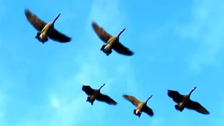 Canada Geese Honking Fly Off & Landing