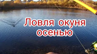 Спиннинг. Ловля окуня осенью