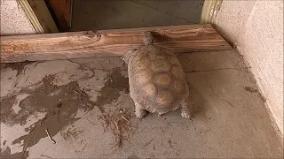 FRANK AND HIS TORTOISE CAM  AUGUST 15TH 2023