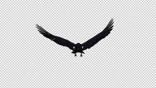 Black Raven - Flying Loops