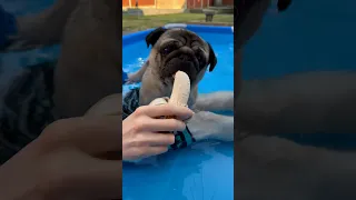 Eating a Banana in the Swimming Pool 😋 Pug Dog Swimming Fun #shorts #shortswithcamilla