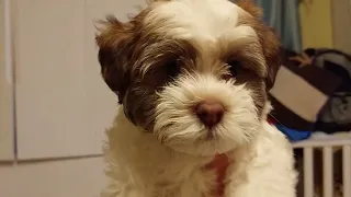 Our House is Their Playground - Day 52 - Puppies Journey #havanese #cutepuppies