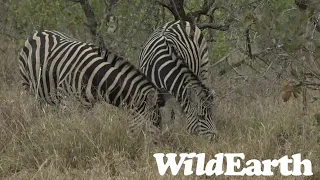 WildEarth - Sunrise  Safari - 22 Sep 2022