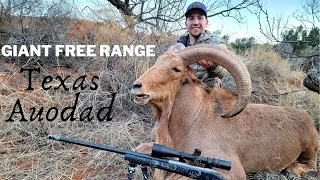 Free Range Texas Auodad Hunt For Two World Class Rams