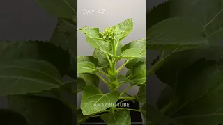 Life Cycle Of Sunflower  #timelapse #shortsvideo #whatsappstatus