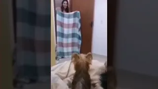 2 perritos no entendieron el truco de magia