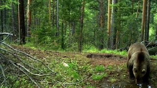 Леса  Тайги. Красивые и дикие места России.