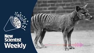 Thylacine RNA extracted from extinct animal for first time I New Scientist Weekly podcast 216