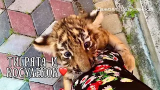 Тигрята и маленький косулёнок Олежка❤️ Тайган.Safari park Taigan. Crimea. Russia