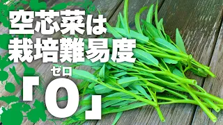 【ズボラでOK！】空芯菜栽培はコレやるだけで激ウマ&収量アップ|空芯菜の育て方