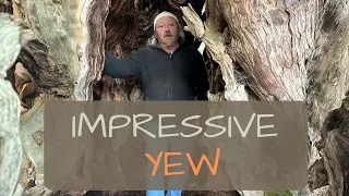 Ancient & Impressive Yew Tree
