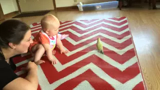 Baby meets Love Bird.