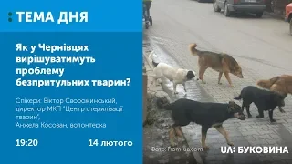 ТЕМА ДНЯ. Буковина. Як у Чернівцях вирішуватимуть проблему безпритульних тварин?