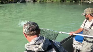 Grizzly bear fishes for salmon on Wolverine Creek / Big River Lakes, Alaska
