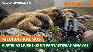 Medības kalnos. Austrijas murkšķis un fantastiskās ainavas/Marmot Hunting in Austria