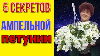 Что нужно ампельной петунии? 5 важных советов! +Обзор