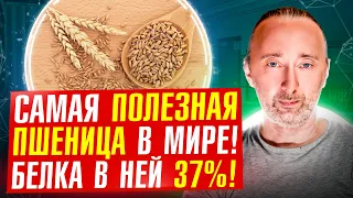 ЭТА пшеница лечит: без глютена, белка больше чем в мясе, чудо состав! Она древнее египетских пирамид