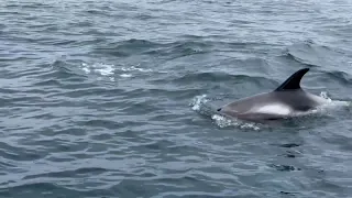 White-beaked Dolphins - Whale Watching by RIB, Reykjavík Iceland 🇮🇸