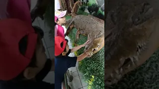 Anak Kecil Digigit Buaya...