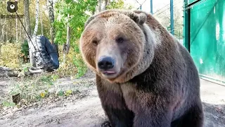 Как медведь аккуратно ест виноград 🐻🍇