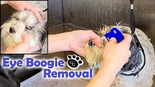 How to Remove Eye Boogies on Dogs - Step by Step Eye Booger Removal - Gina's Grooming